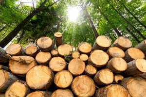 Timber Processing